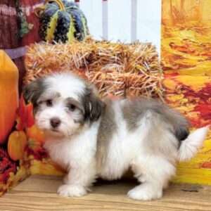 Havanese 2330