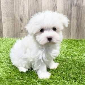 Maltese 4149