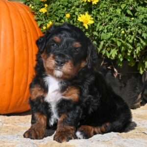 Miniature Bernedoodle 1139