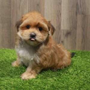 Morkie 8320