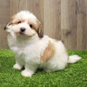 Teddy Bear 8583