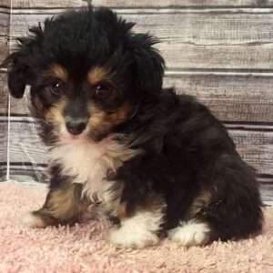 Toy Aussiedoodle 62-01