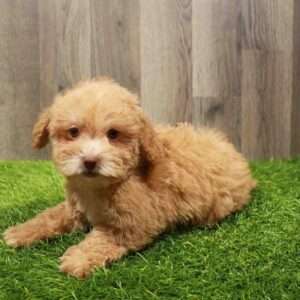 Mini Poodle 1427