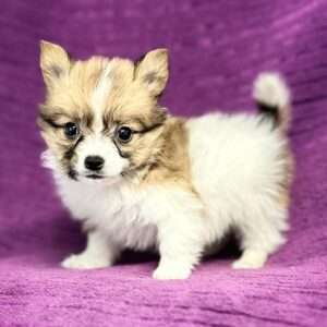 Papillon