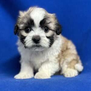 Shih Tzu x Bichon Frise 8435