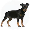 Miniature Pinscher