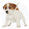 Russell Terrier
