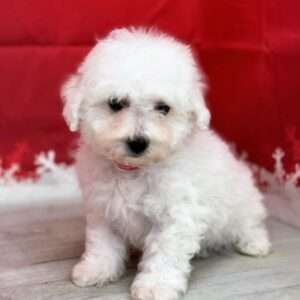 Bichon Frise 2062