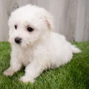 Bichon Frise 7885