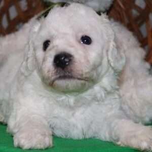 Bichon Frise 8504
