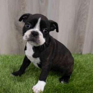 Boston Terrier 1378