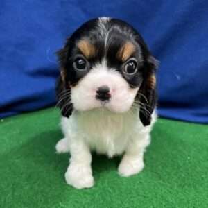 Cavalier King Charles Spaniel 6438