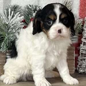 Cavalier King Charles Spaniel 5961