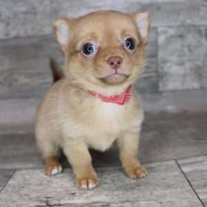 Chihuahua 0918