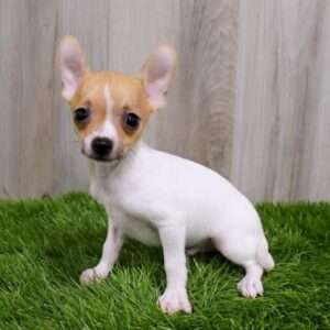 Chihuahua 5293
