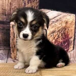 Pembroke Welsh Corgi 6174