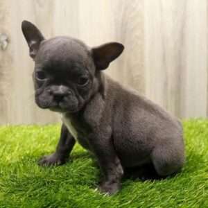 French Bulldog 2193