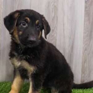 German Shepherd 9521