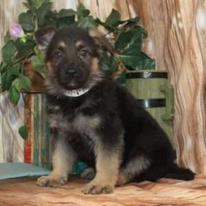 German Shepherd 6359
