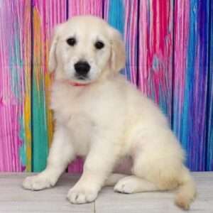 Golden Retriever 3651