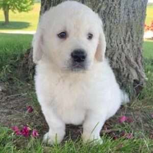 Golden Retriever 0272