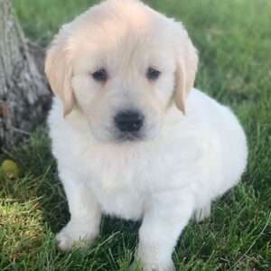 Golden Retriever 0274