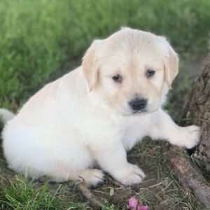 Golden Retriever 0277