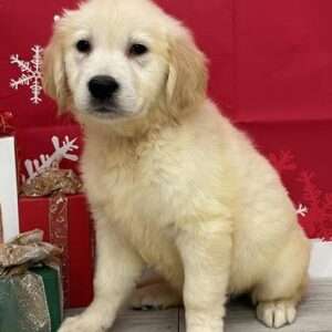 Golden Retriever 5405