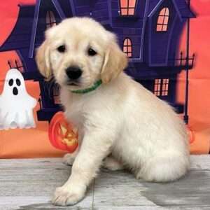 Golden Retriever 5588