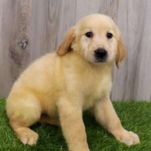 Golden Retriever 9970