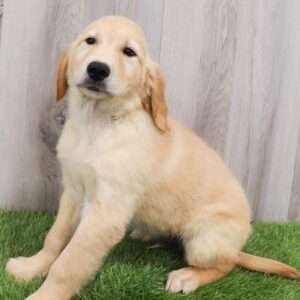 Golden Retriever 1344