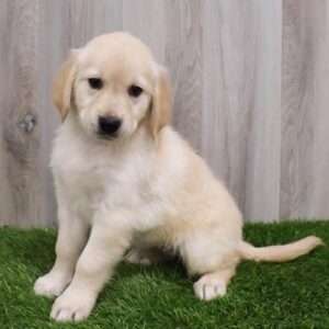 Golden Retriever 1386