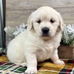 Golden Retriever 0575