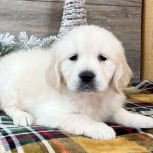 Golden Retriever 0613
