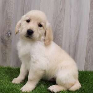Golden Retriever 5461