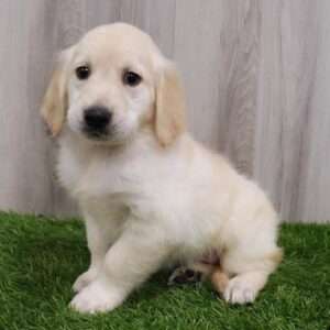 Golden Retriever 5466