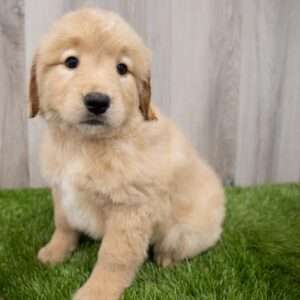 Golden Retriever 7899