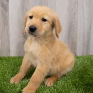 Golden Retriever 7911
