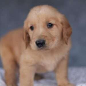 Golden Retriever 5355