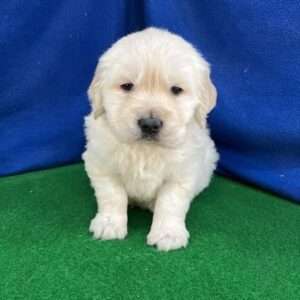 Golden Retriever 6693