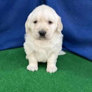 Golden Retriever 6696
