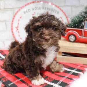 Havanese 8728