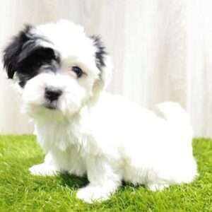 Havanese 4817
