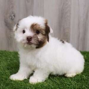 Havanese 5675