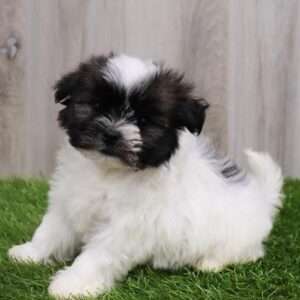 Havanese 5787
