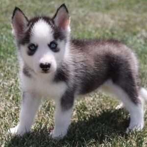 Siberian Husky 3382
