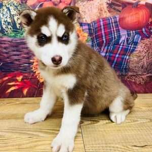 Siberian Husky 5660