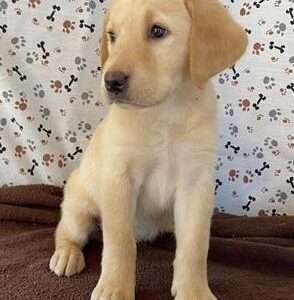Labrador Retriever 6351