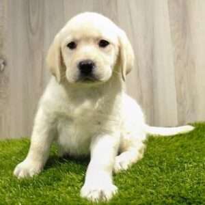 Labrador Retriever 1064