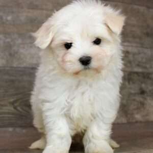 Maltese 8708